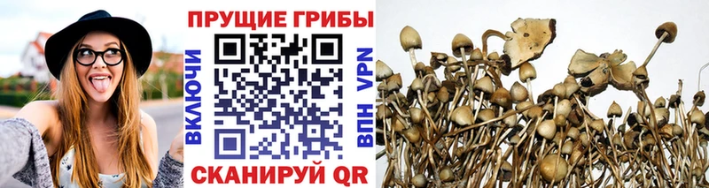 Галлюциногенные грибы Magic Shrooms  Купить закладки  Ленинск-Кузнецкий 